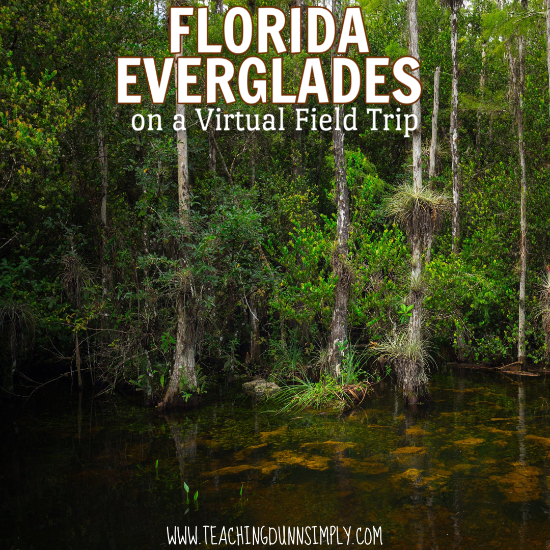 Take an exciting Florida Everglades virtual tour. Let's take an airboat ride on a Florida Everglades virtual tour.